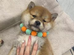 -柴犬小屋·柴餐厅·狗咖食堂(金鼎广场店)