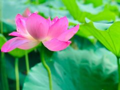 -陈家山荷花公园