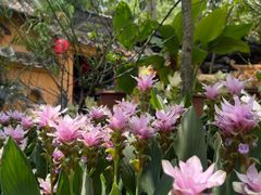 -园林美食城·本土农家菜(杨和镇店)