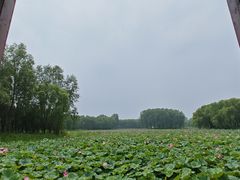 -东郊湿地公园