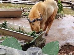 -海南热带野生动植物园