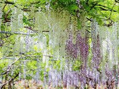 -广富林郊野公园