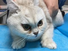 -关爱宠物医院·猫科中心·消化科(滨湖万达分院)