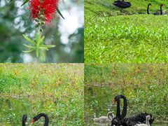 -福建鲤鱼洲酒店