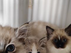 -东方名猫馆·英短金渐层布偶猫舍(环线广场1号楼店)