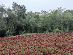 -盘龙城国家考古遗址公园