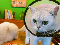 -李小姐の猫咖啡馆(五角场店)