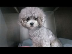 -瑞鹏宠物医院·爱宠堂·骨外专科(西荷分院)