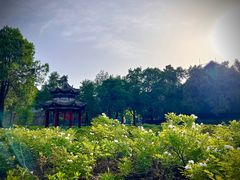 -洛阳白马寺