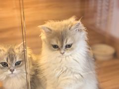 -猫十亿·布偶金渐层·曼基康矮脚猫舍(青年路店)