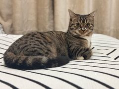 -芭比堂动物医院·CT·微创中心(新顺分院)