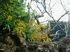 -广州兰圃