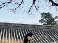 -大觉寺-停车场
