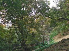 -广州市石门国家森林公园