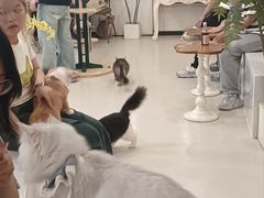 -共舞时光猫咖·狗咖(新街口店)