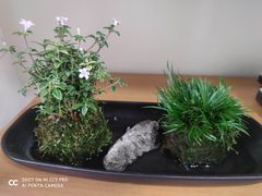 -双季花艺园艺市场(浦东店)