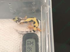 -酷以爬仙阁实体爬宠店·守宫·蜥蜴·专业繁育