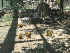 -新疆天山野生动物园