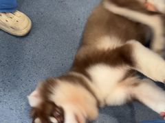 -顺强宠物诊所·狂犬免疫·夜诊·骨科(嘉定店)