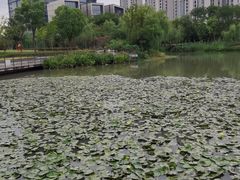 -南翔镇银翔湖公园