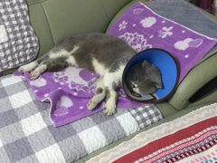 -A猫a狗全科·犬猫异宠·芥西宠物医院(南开总院)
