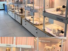 -翊宠yipet猫狗购宠庄园犬舍•猫舍
