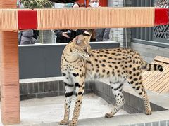 -北京野生动物园