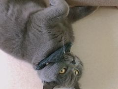 -猫在这儿猫咪咖啡馆·撸猫馆