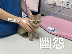 -芭比堂动物医院·心脏专科·夜诊·吉雅分院