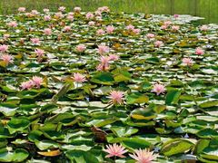 -白鹭湾湿地公园