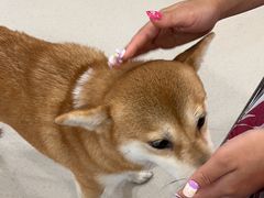 -共舞时光猫咖·狗咖(新街口店)