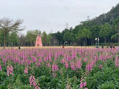 -顺峰山公园