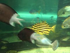 -悉尼海洋生物水族馆