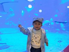 -烟台海昌鲸鲨海洋公园