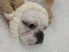 -Oh My Dog宠物沙龙(伊珊娜皮毛护理店)