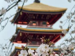 -武汉大学-樱园