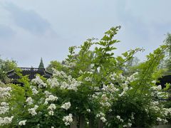 -扬州大运河文化旅游度假区·盆景园