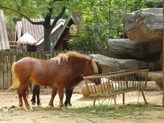 -上海野生动物园
