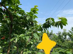 -樱桃山旅游景区