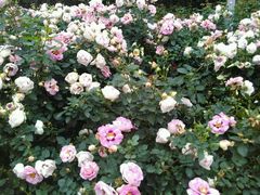 -人民公园(罗湖区)