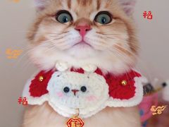 -老吴的猫·猫舍(新区店)