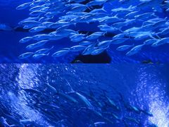 -海合安武汉极地海洋公园