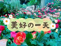 -花之城