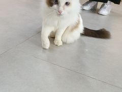 -Heymao猫咖.咖啡厅(东门店)