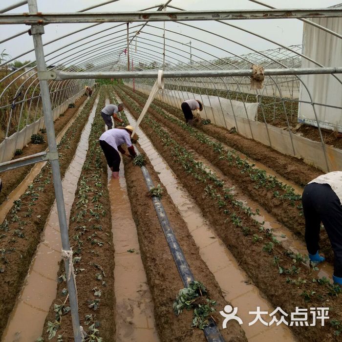 金庭西山草莓采摘园