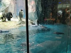 -帝企鹅自助餐厅•儿童岛•真企鹅(长隆企鹅酒店)