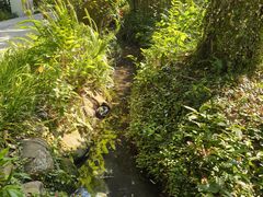 -成都市活水公园