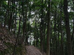 -南山植物园