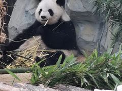 -泉州海丝野生动物世界