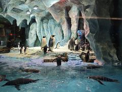 -帝企鹅自助餐厅•儿童岛•真企鹅(长隆企鹅酒店)